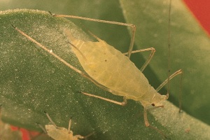 Acyrthosiphon pisum